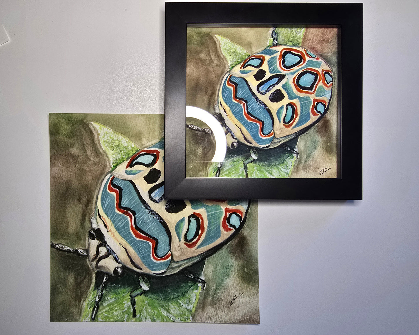 S. annulus Print